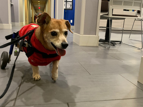 贝瑟尔/丹伯里温德姆麦客达套房酒店主图