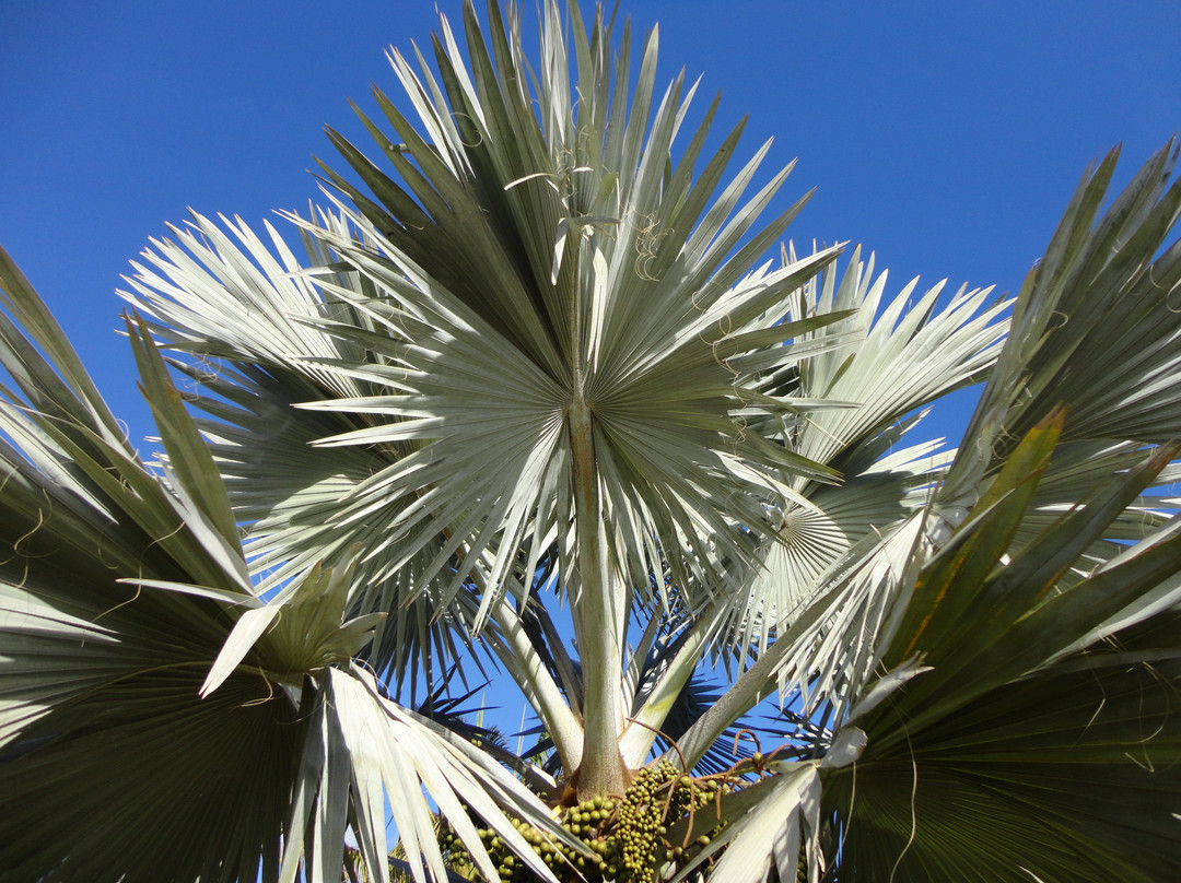 Jardín Botánico del Palmetum景点图片