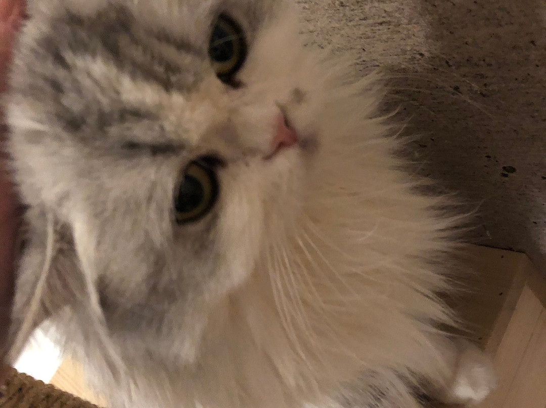 Cat Cafe Singeki Cat-Kabukicho必去景点