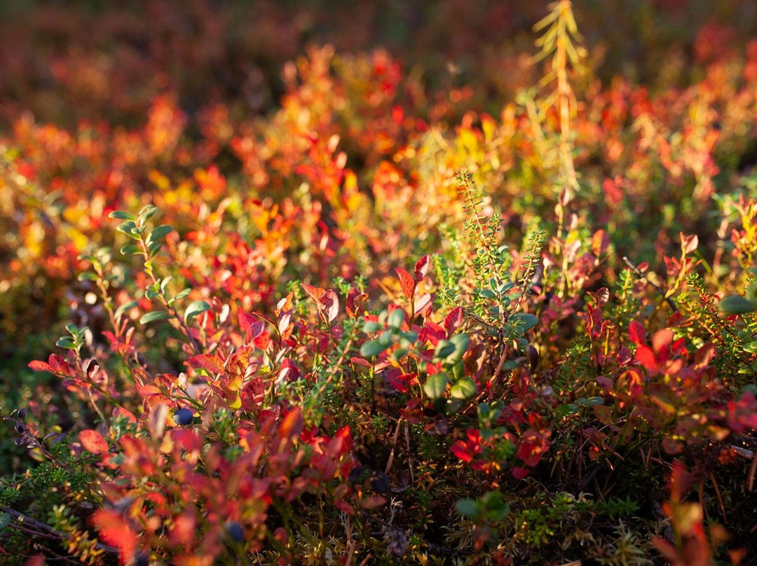 Finland Naturally Experiences-Nummela必去景点