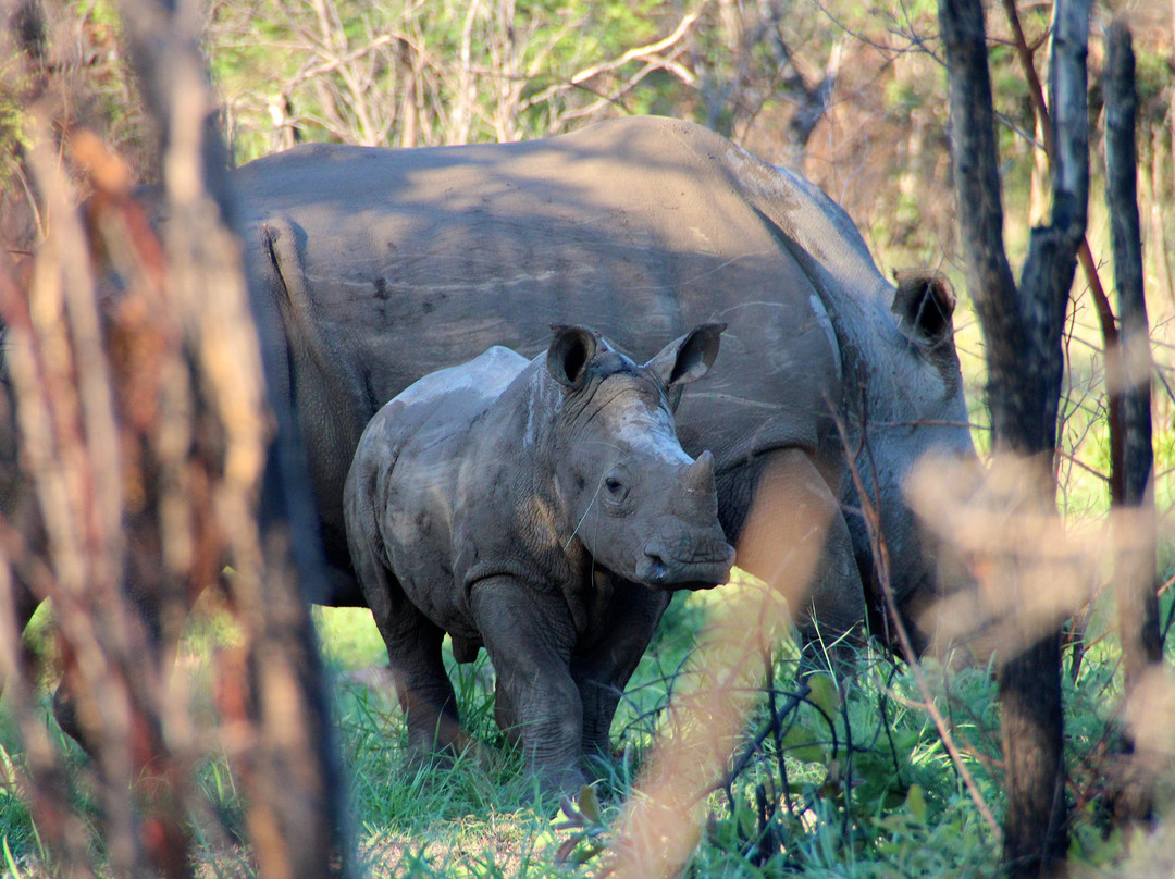 Nyuchi Safaris-哈拉雷必去景点