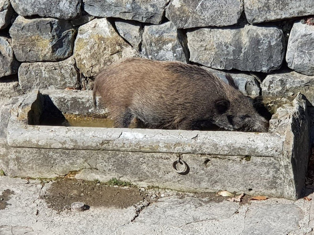 Parc aux animaux du Bois de la Bâtie景点图片