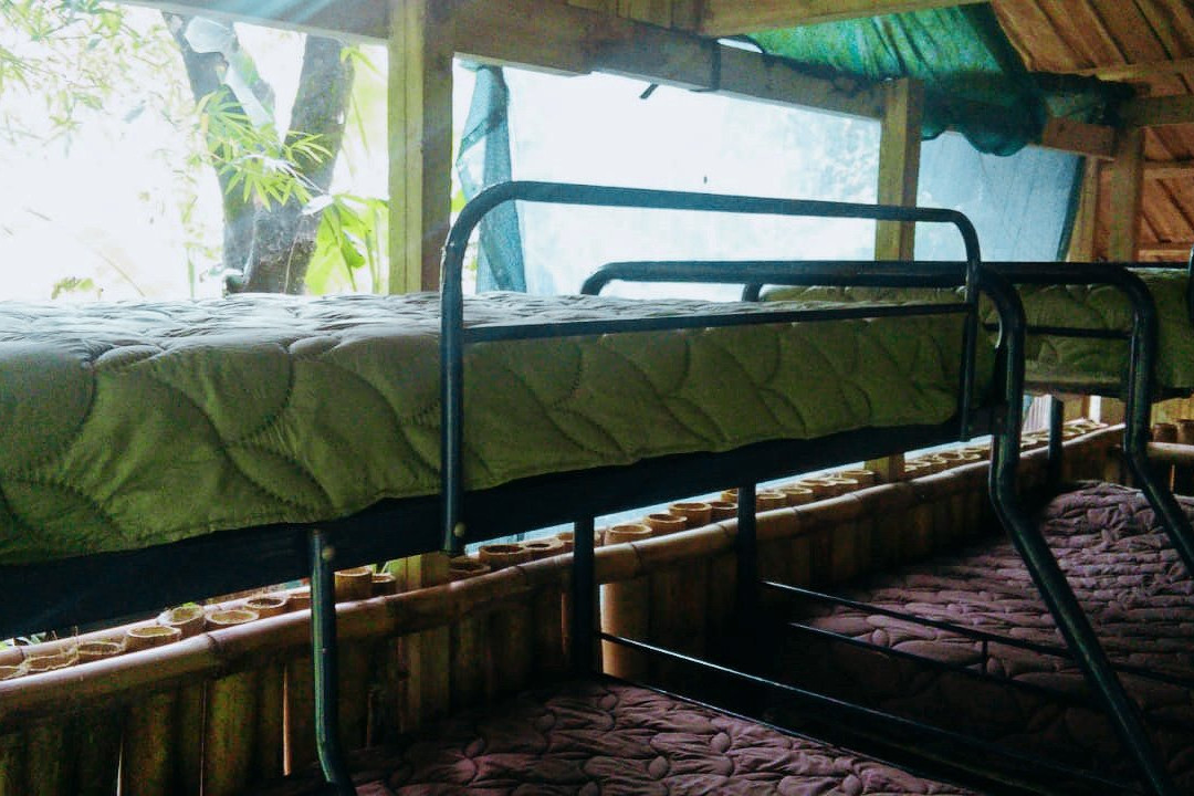 Freedom Jungle