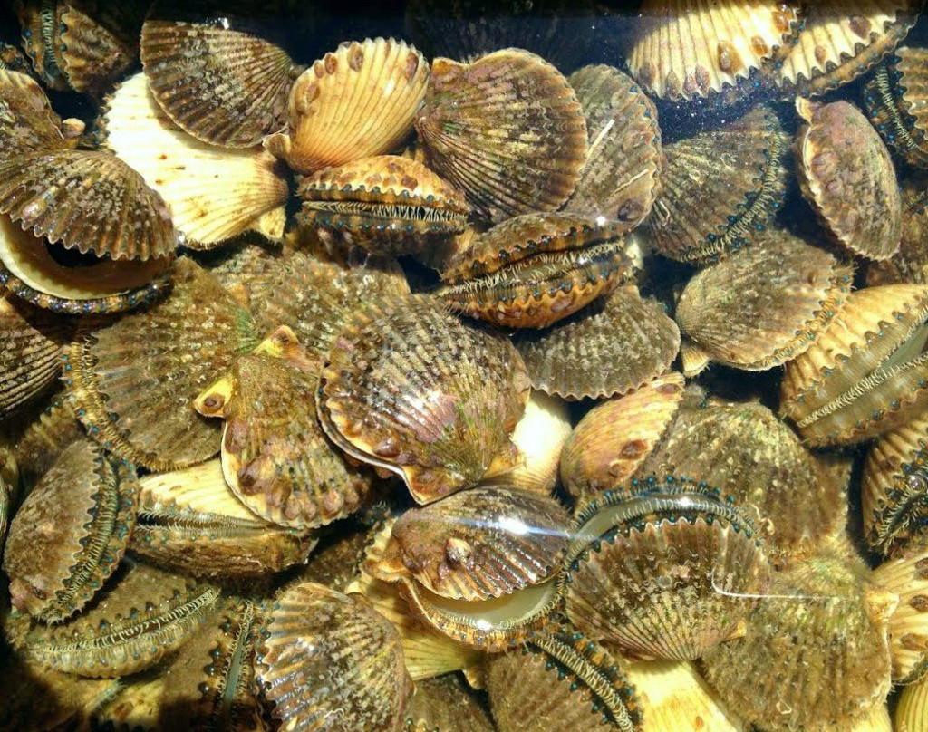 St Marks Outfitters-Saint Marks必去景点