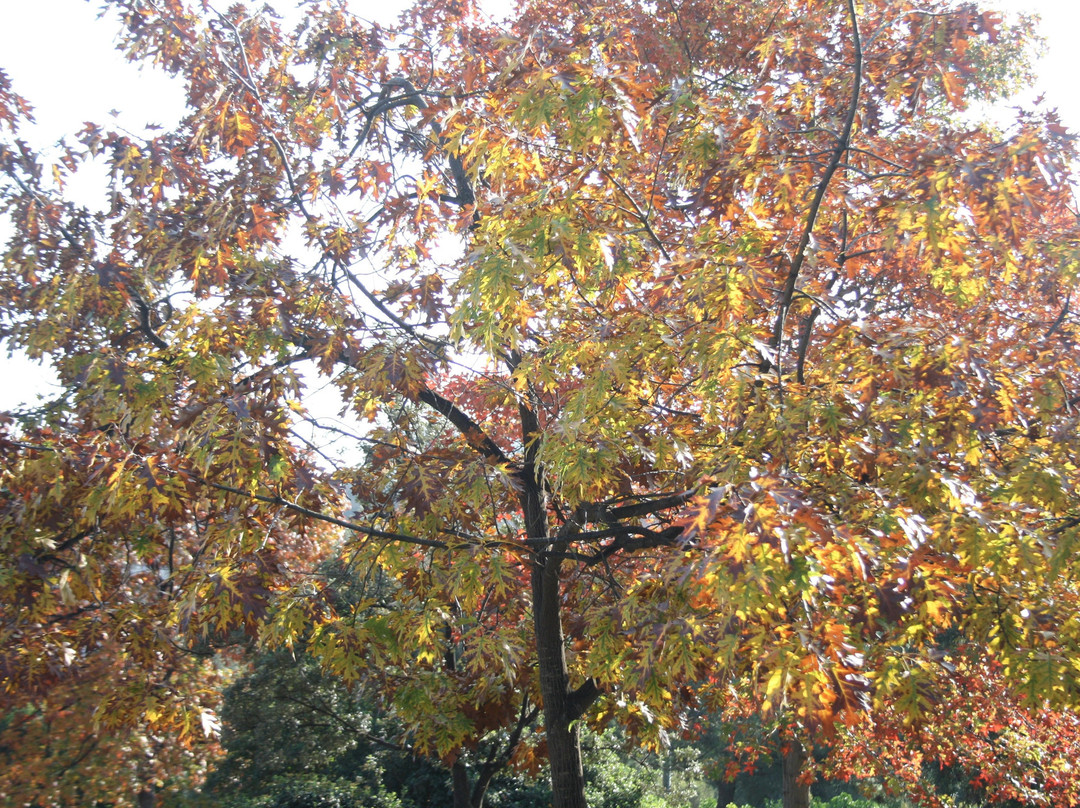 Parc Central Mataro-马塔罗必去景点