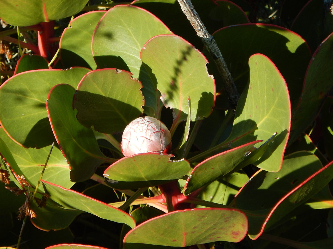 De Hoop Whale Trail-Bredasdorp必去景点