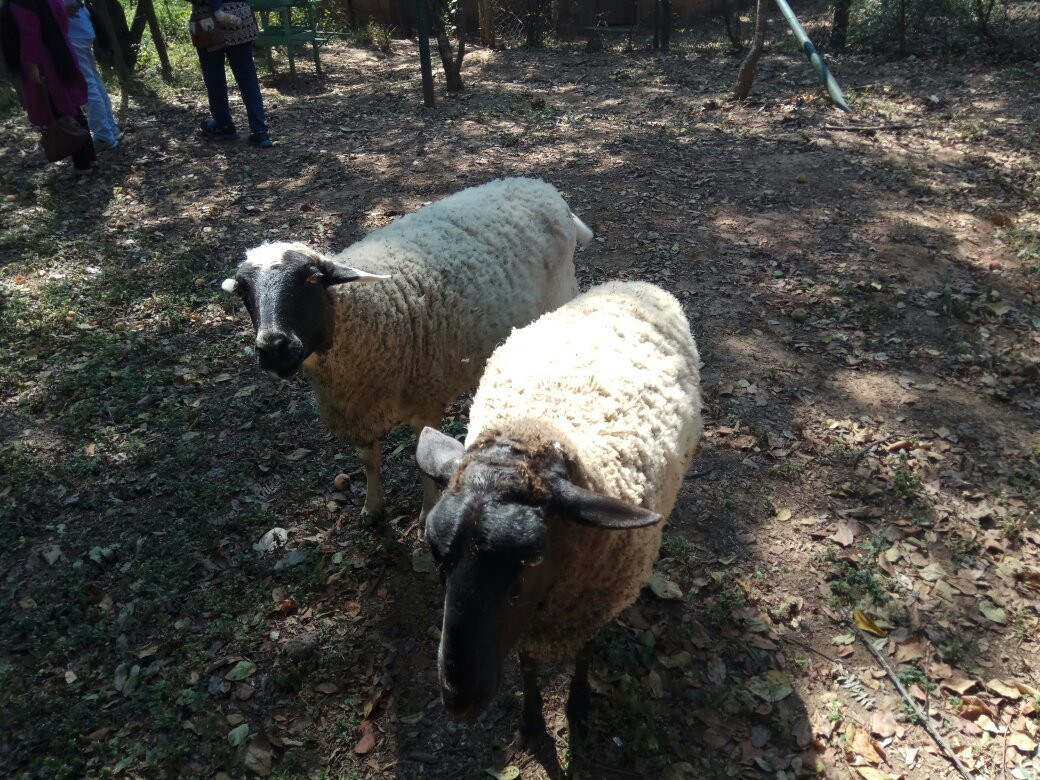 Chimfunshi Wildlife Orphanage-Chingola必去景点