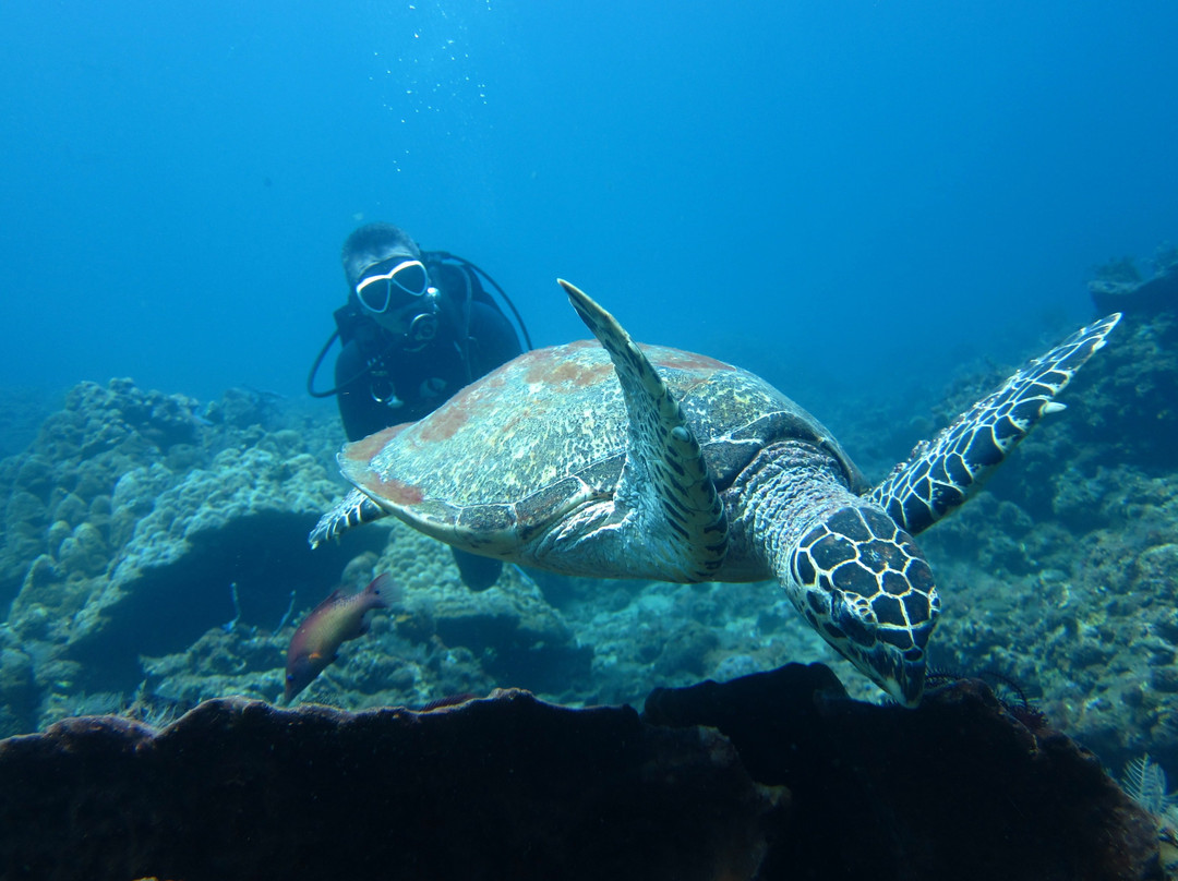 Mama Dive Amed-艾湄湾必去景点