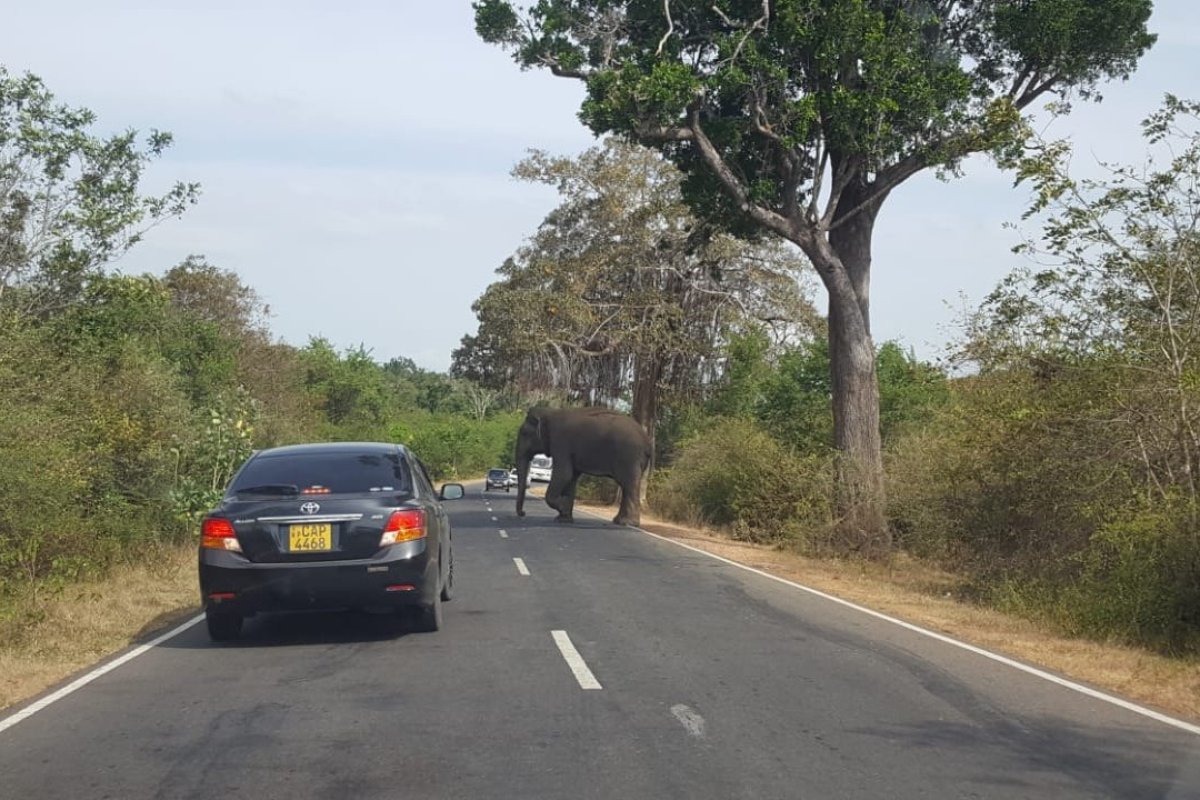 Sri Lanka Chauffeur景点图片