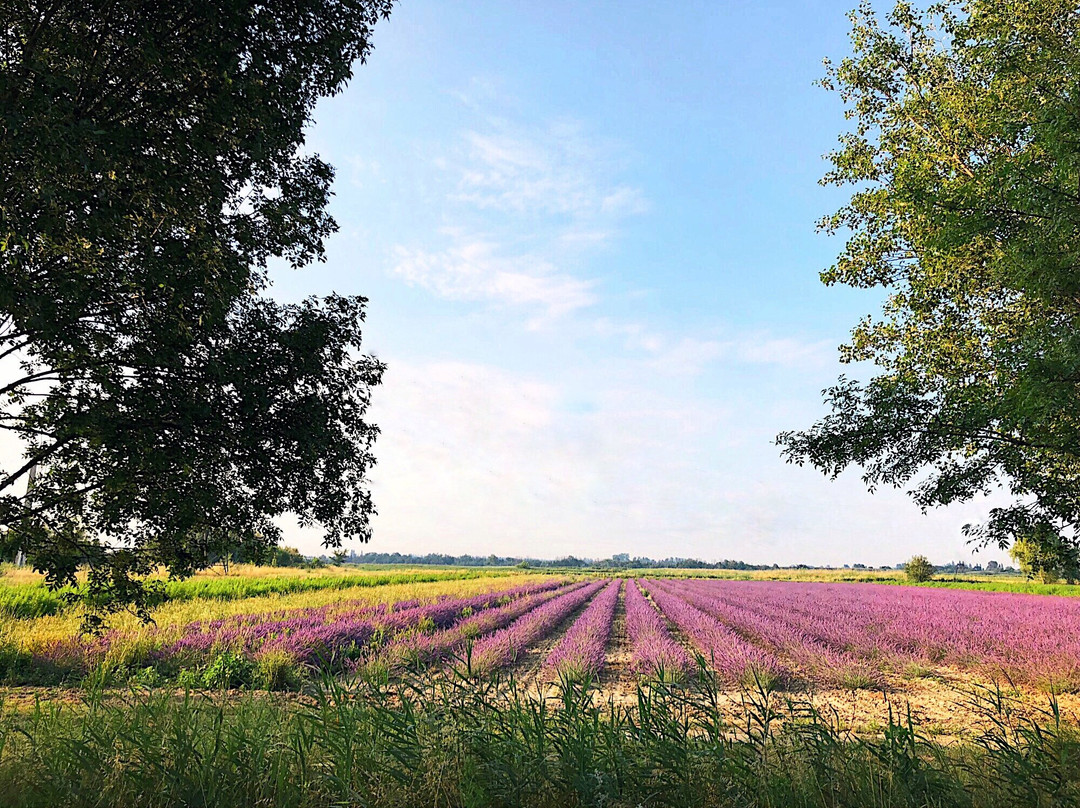 un MAS en PROVENCE de la plante au parfum-贝勒加德必去景点