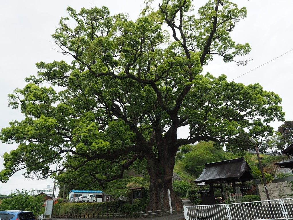 Anraku-ji Temple景点图片