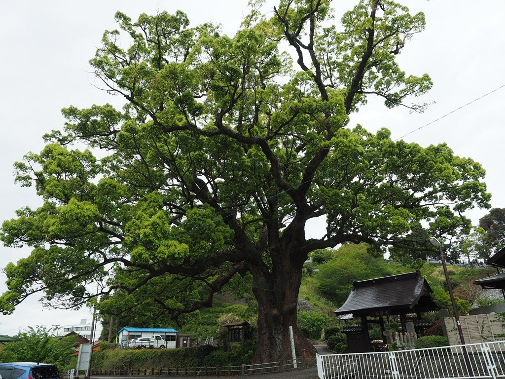 Anraku-ji Temple-伊豆市必去景点