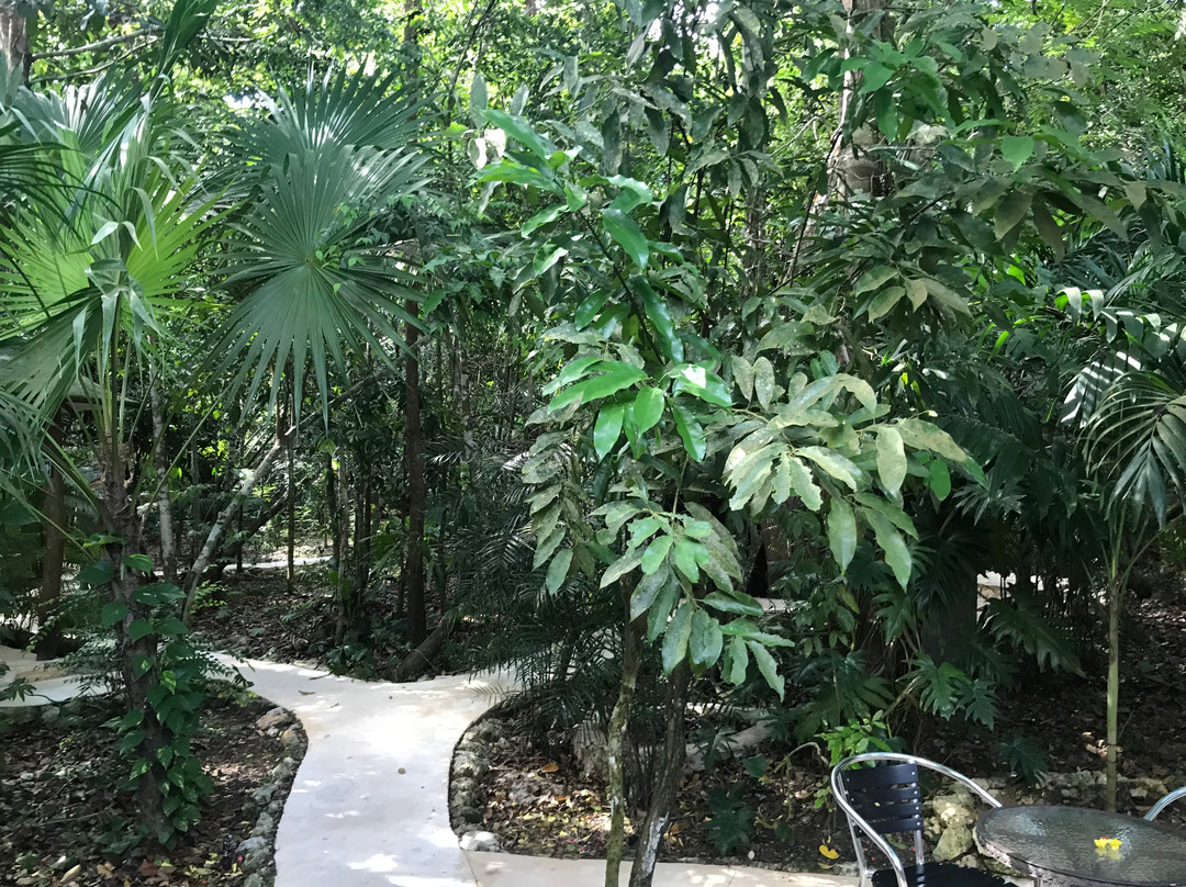 Los Colibries Mayan Jungle Spa景点图片