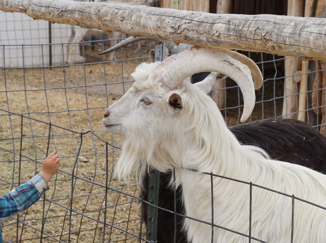 Jumpin' Good Goat Dairy-布埃纳维斯塔必去景点