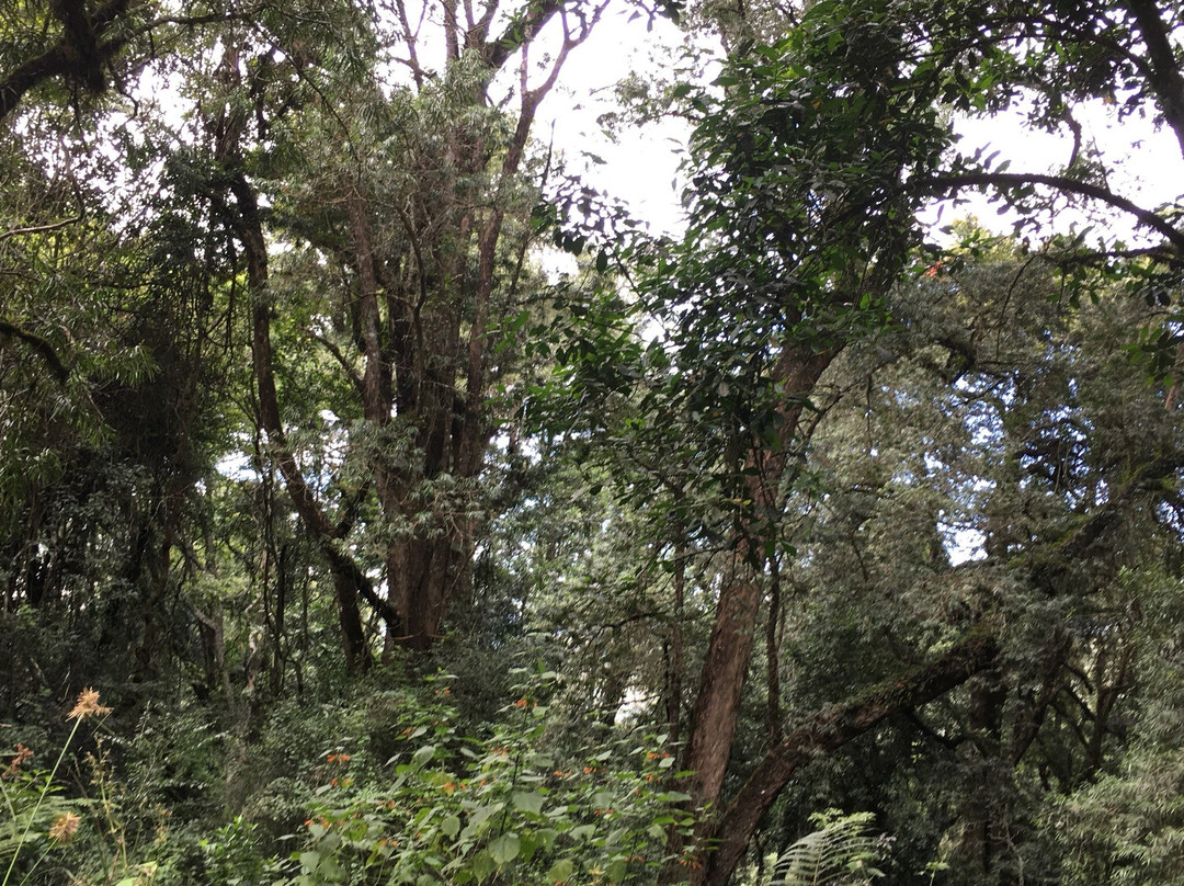 Xumeni Forest-安德堡必去景点