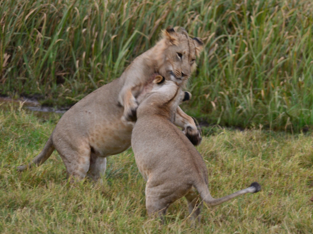 Sirikoi Lodge Kenya主图