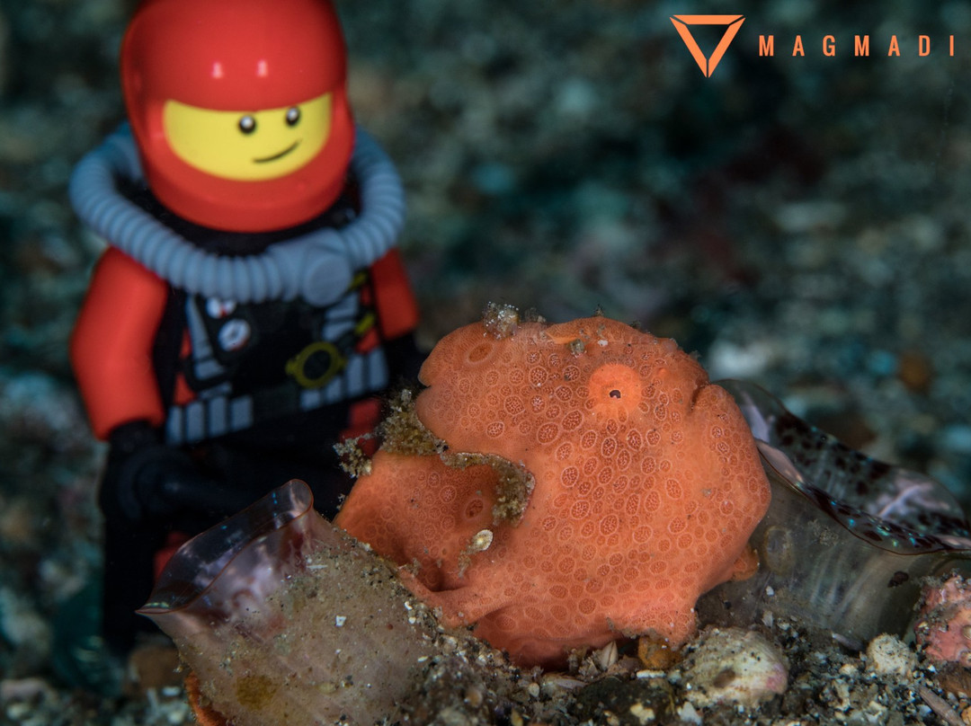 Dive Into Lembeh主图