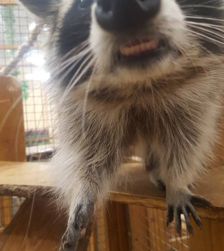 Touching Zoo Makki-Pakki-敖德萨必去景点