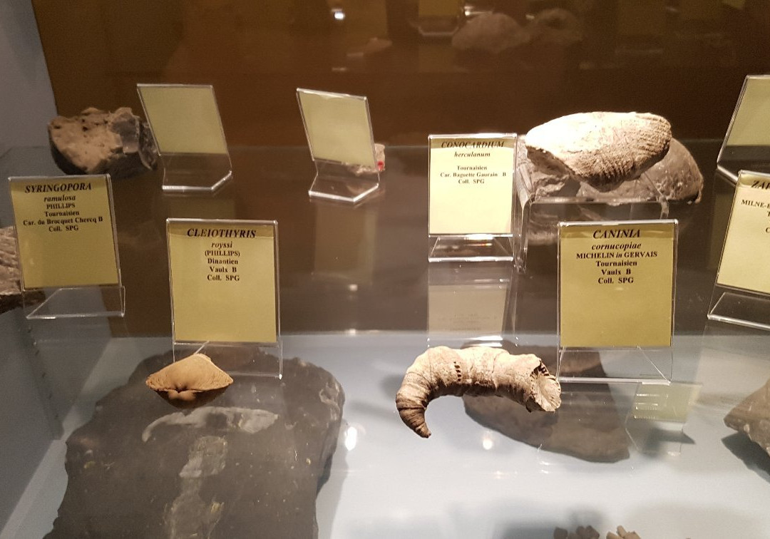 Museum of the Iguanodon-Bernissart必去景点