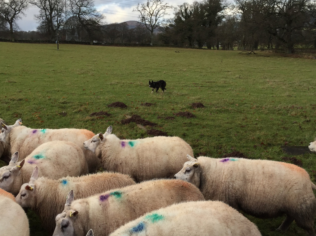 Strathearn Fleece & Fibre/Strathearn Wool Studio