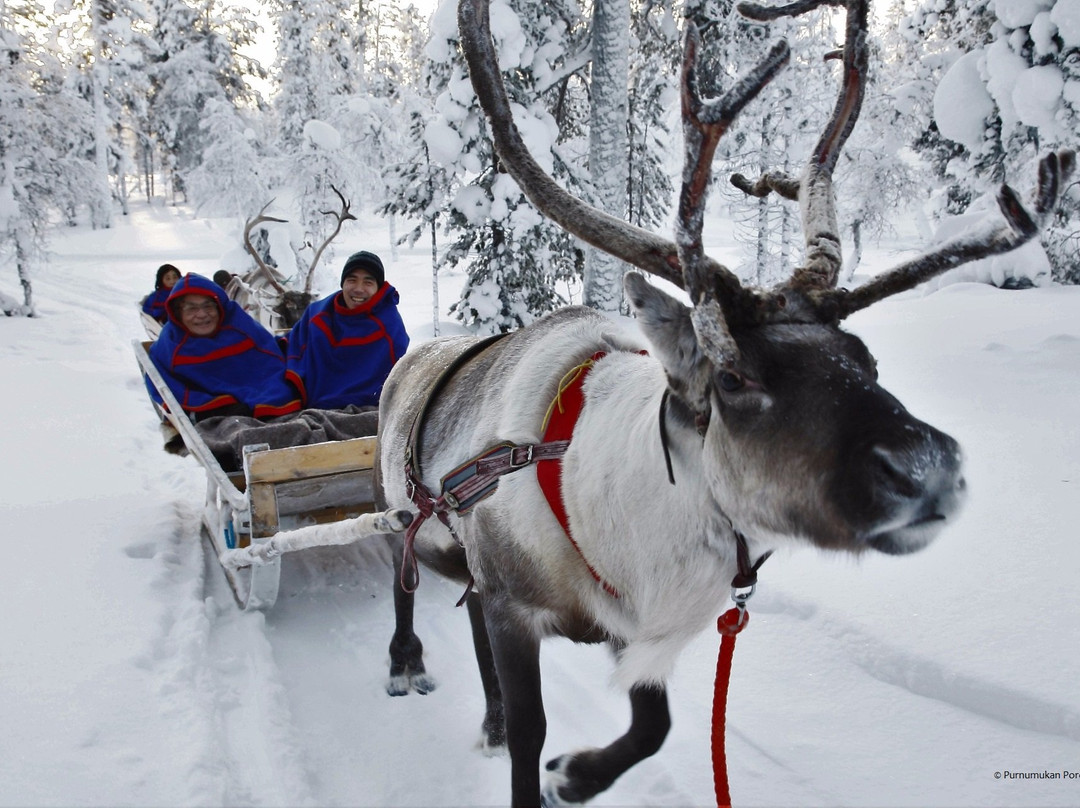 撒利塞卡旅游景点-Saariselka Reindeer Farm