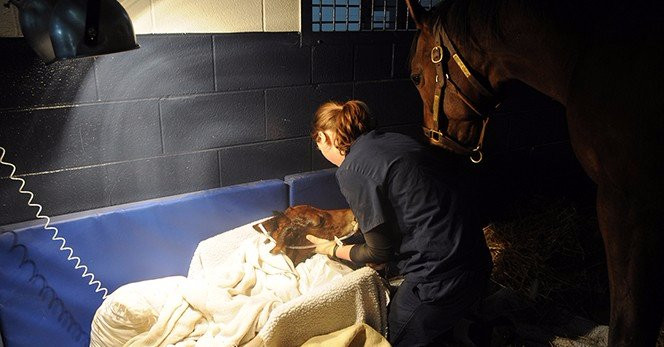 Hagyard Equine Medical Institute-列克星敦必去景点