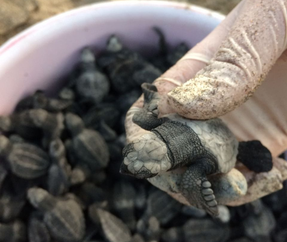 ECOT-Troncones必去景点