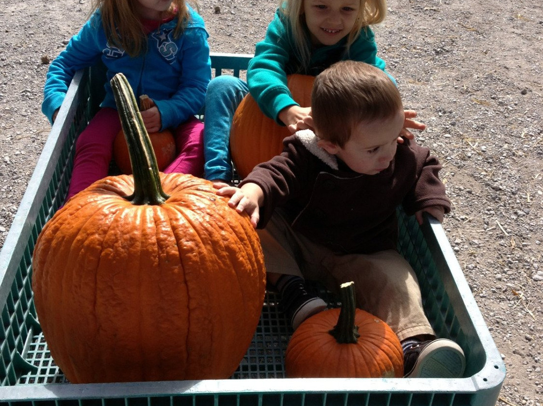 Apple Barn-查塔姆必去景点