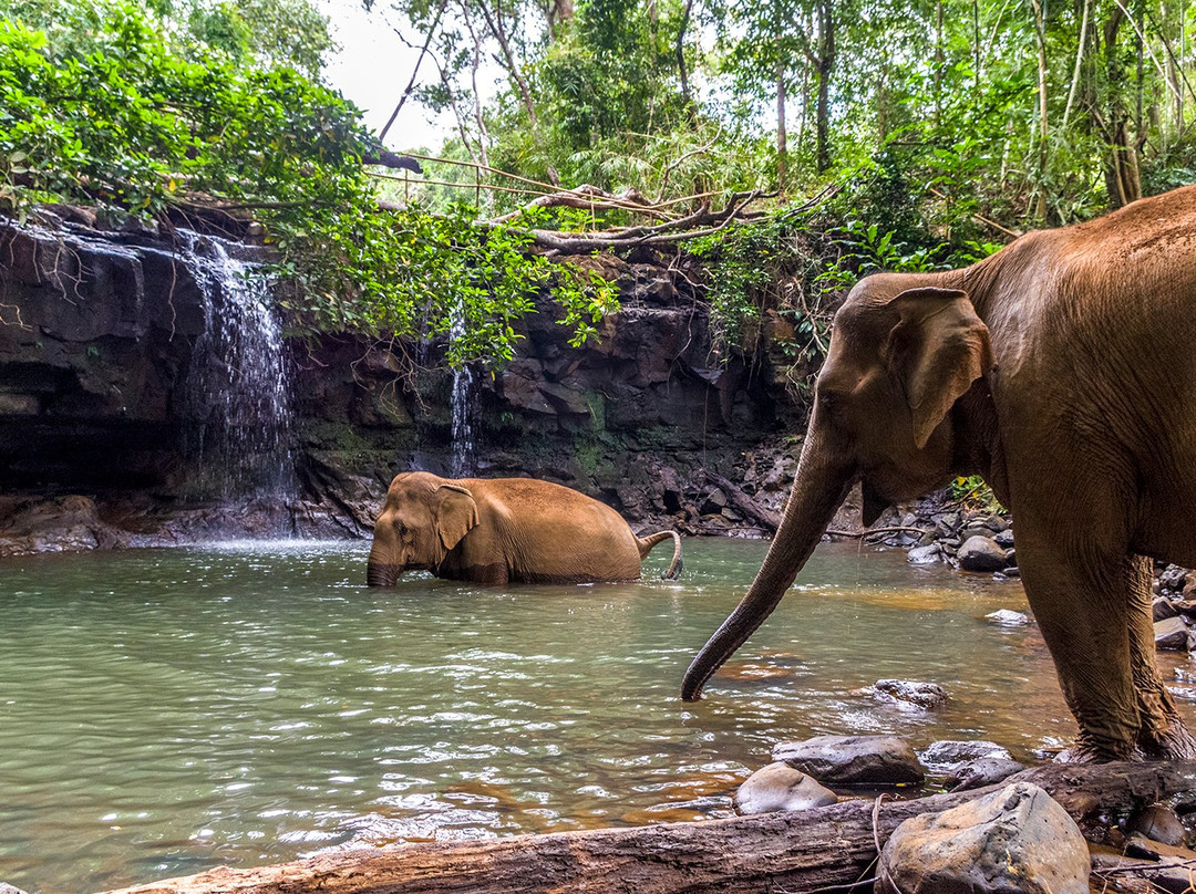 Elephant Community Project - Day Tours景点图片