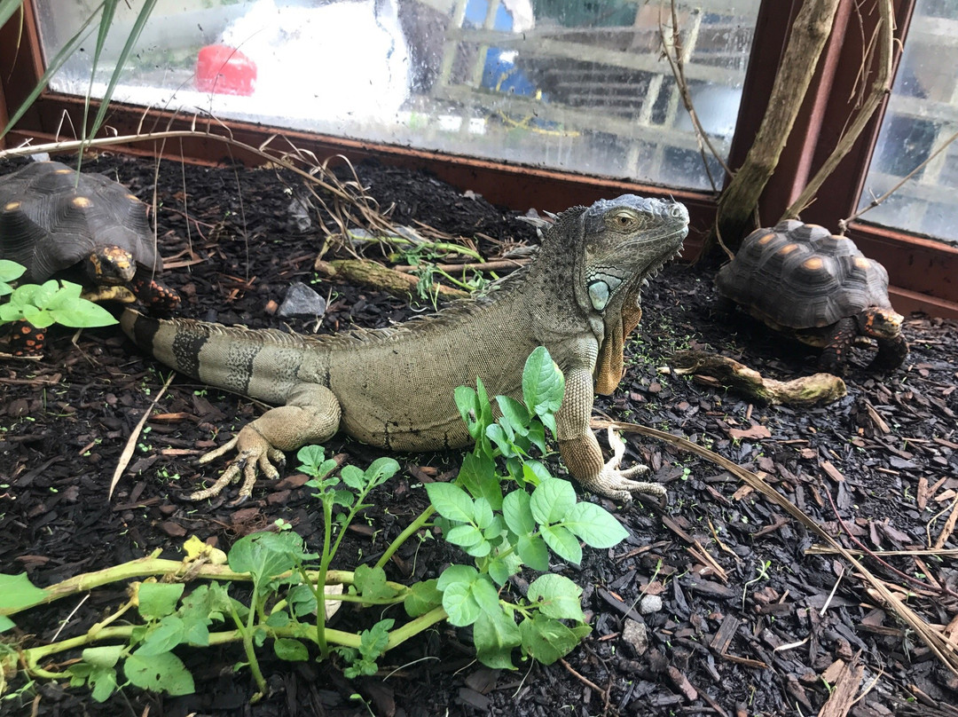 The National Reptile Zoo-Gowran必去景点