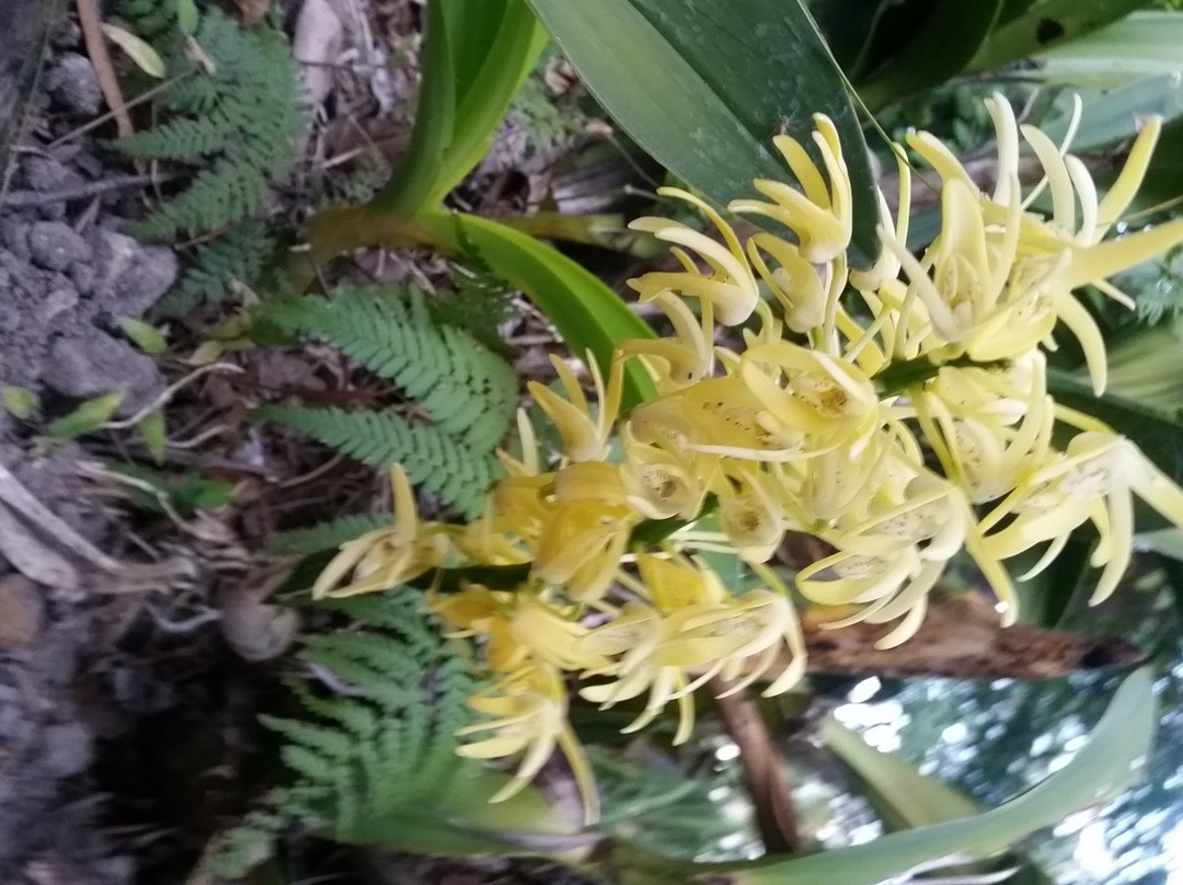 Joseph Banks Native Plants Reserve景点图片