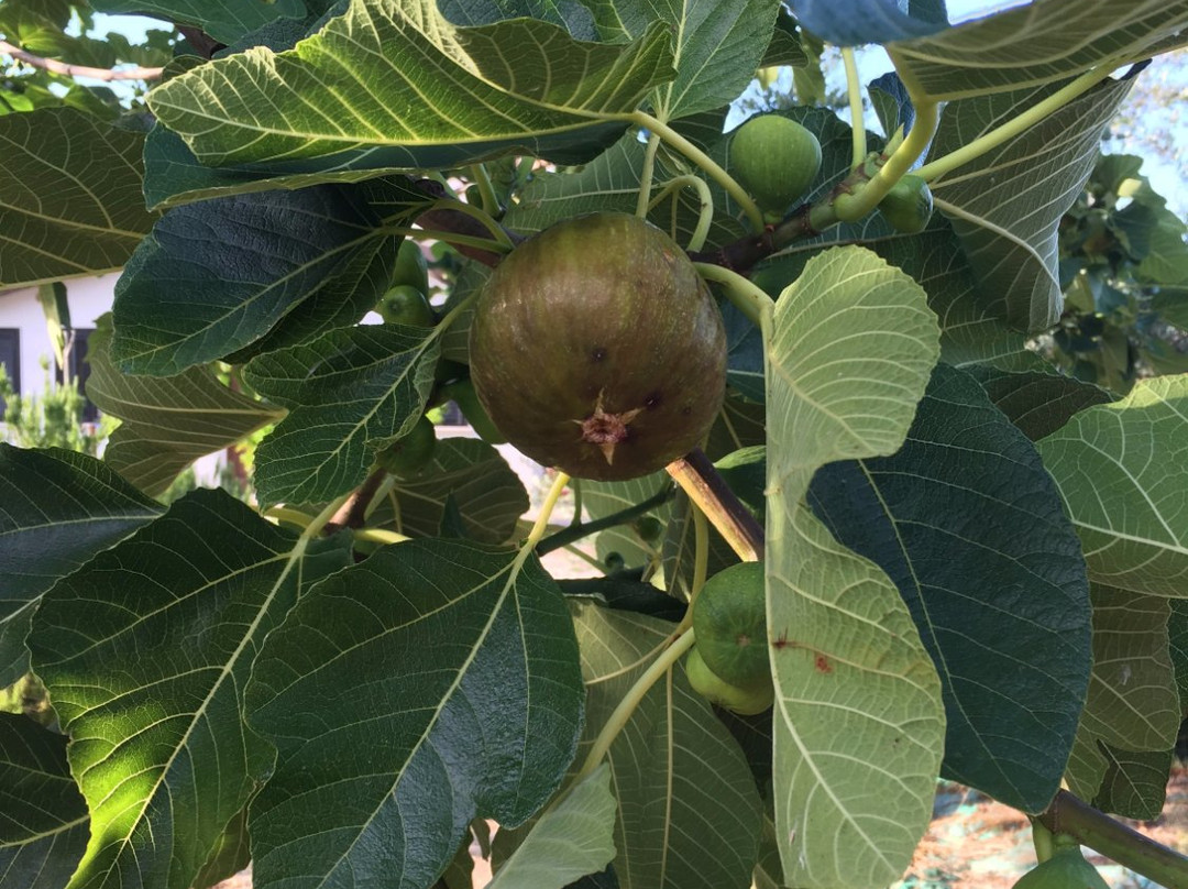 Absolutely Abruzzo Tours - Day Tours-Lanciano必去景点