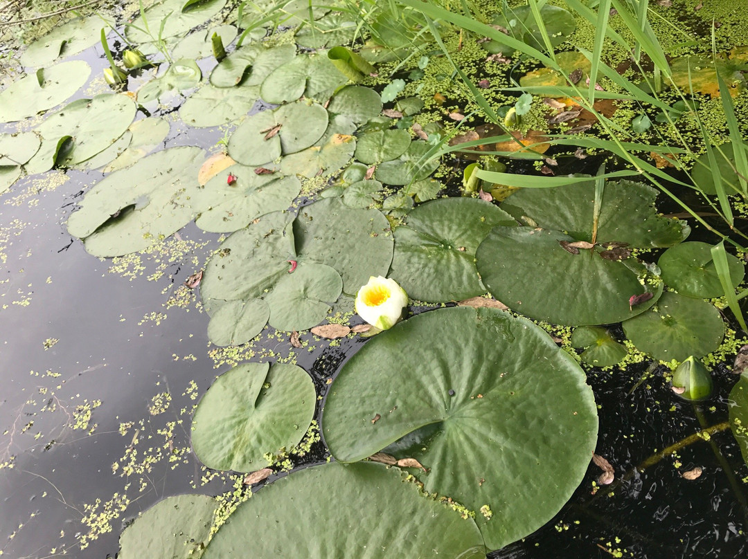Mercer Slough Nature Park景点图片