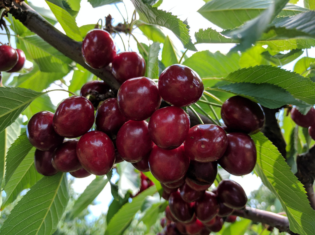 Spring Valley Orchard-Afton必去景点