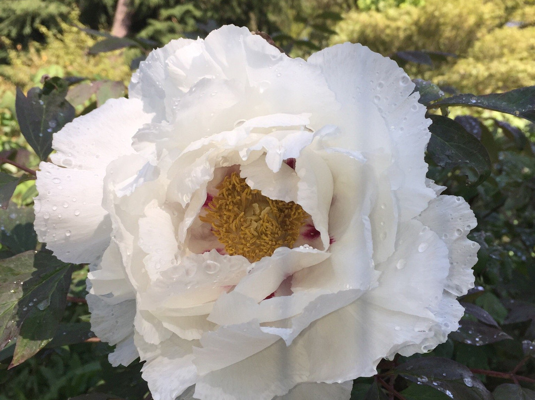 Rhododendronpark Bruns景点图片