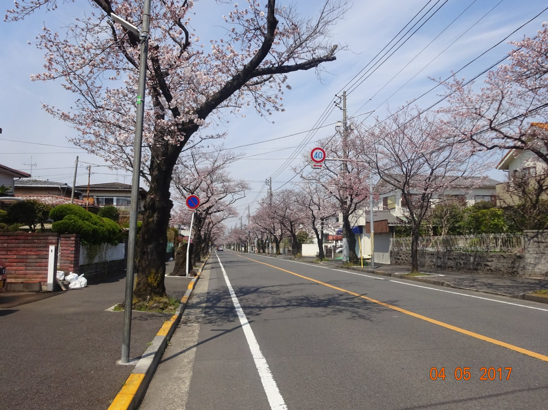 Matsudo City Cherry Blossom Festival-松户市必去景点