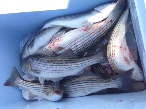 Chesapeake Bay Charter Services-Stevensville必去景点