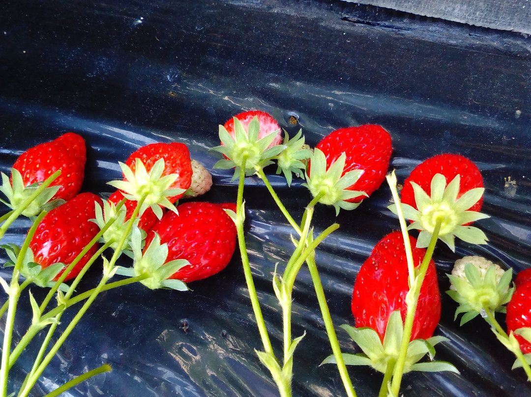 Tateyama Strawberry Picking Center-馆山市必去景点