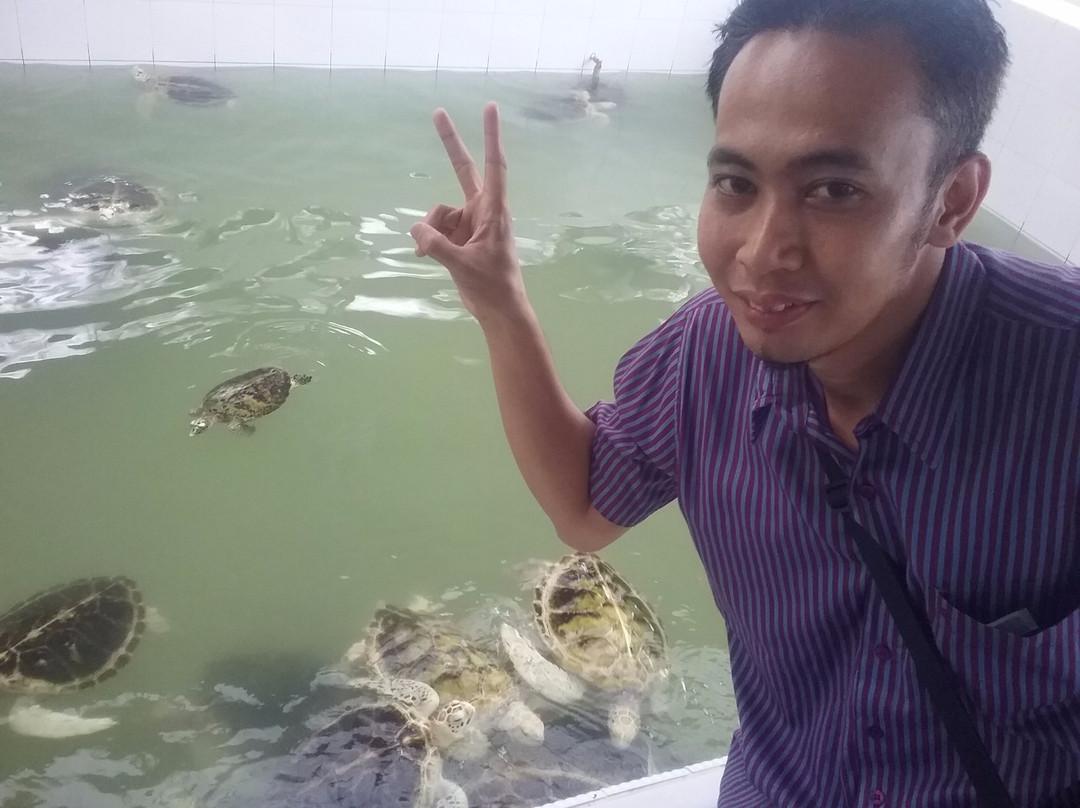 Tukik Babel Sea Turtle Hatchery-Sungailiat必去景点