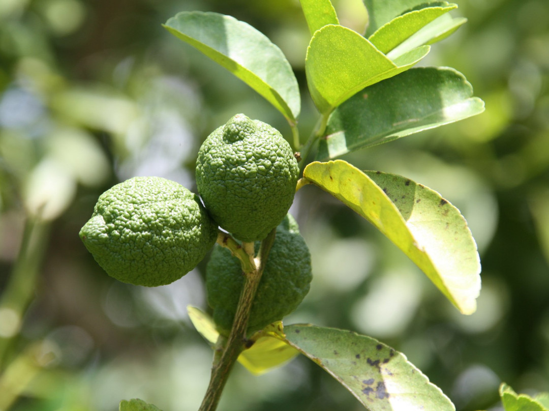 Tangawizi Spice Farm-石头城必去景点