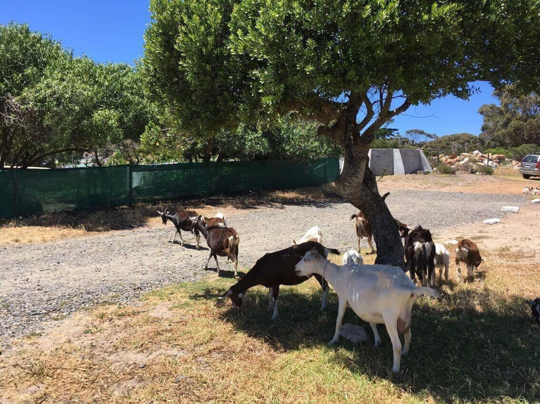 Pepe Charlot-Kommetjie必去景点