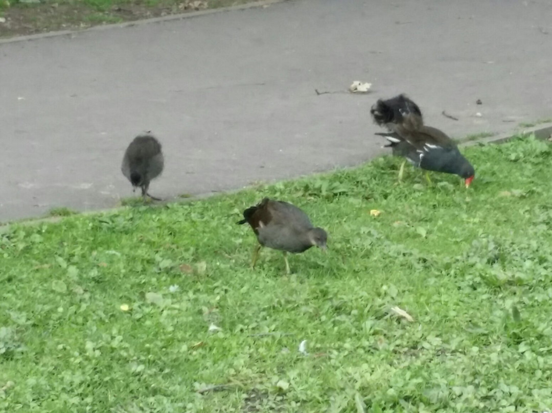 Central Forest Park景点图片