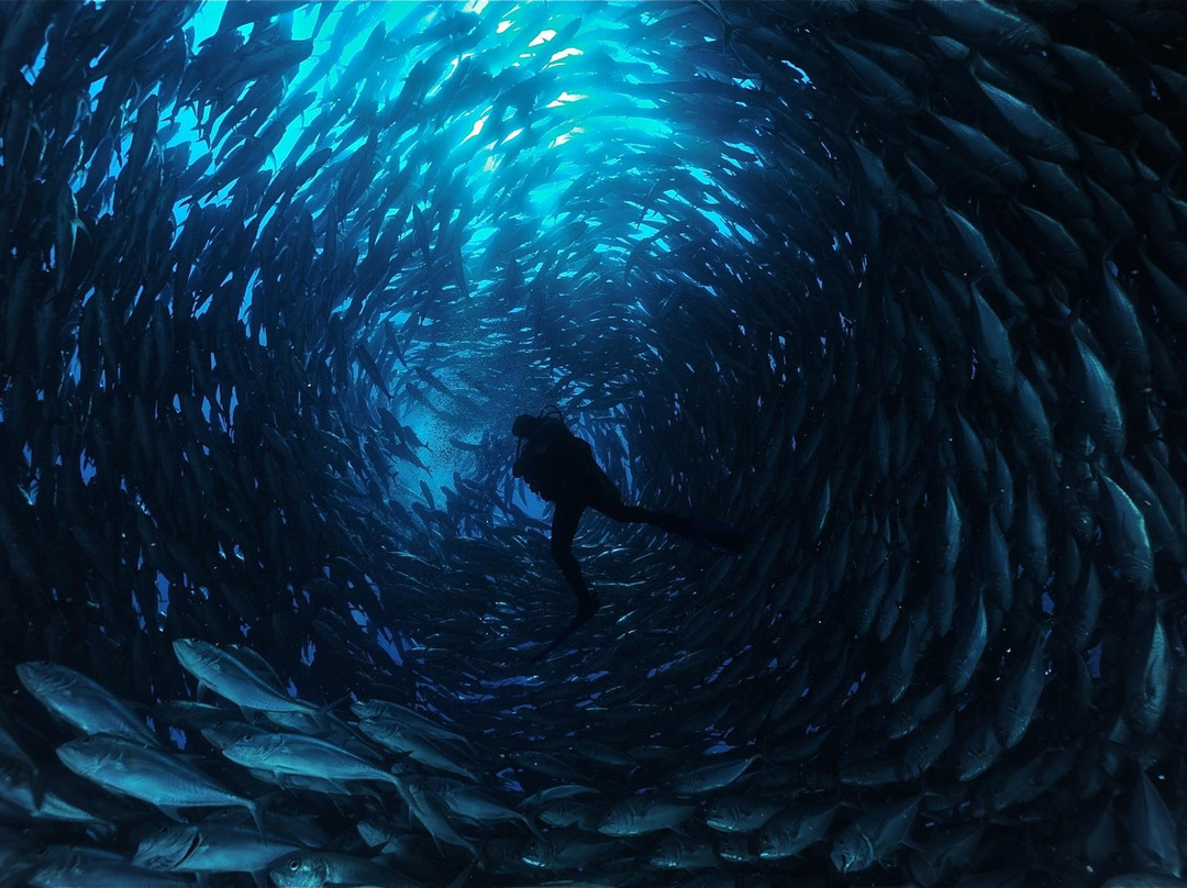 Cabo Pulmo Watersports-Cabo Pulmo必去景点