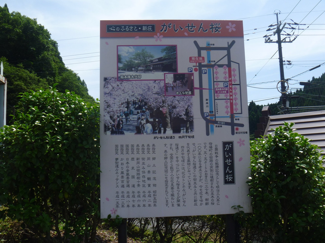 Gaisenzakura-新庄村必去景点