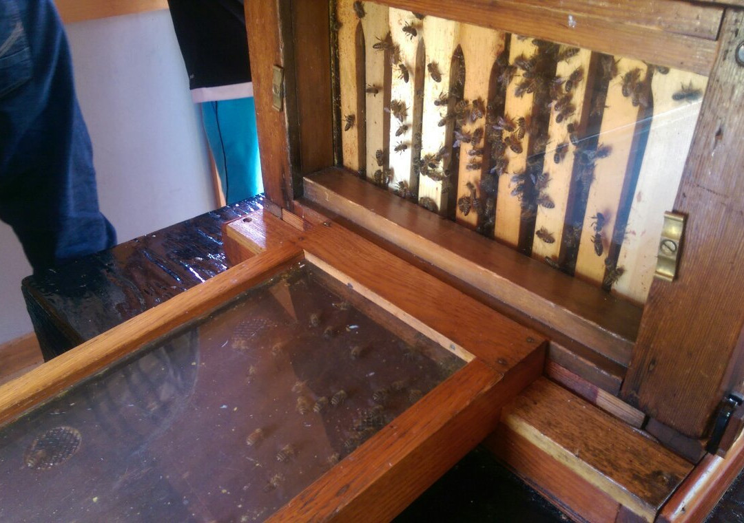 Haslemere Educational Museum景点图片