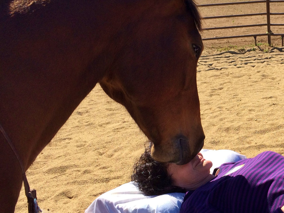 Healing Horse-Bonsall必去景点