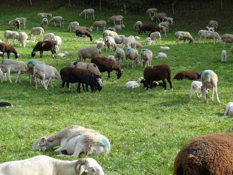 Eglise Saint-Michel-Viella必去景点