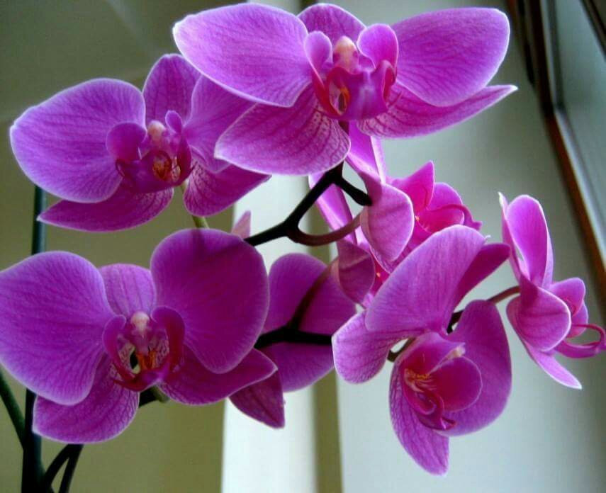 Orhideya SaunaLux景点图片