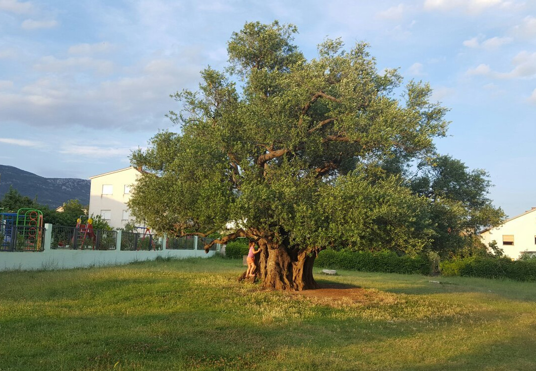 Mastrinka - Old Olive Tree景点图片