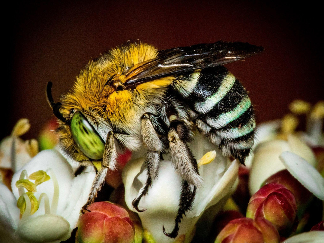 Stirling餐馆和美食-Blue Bee Cafe